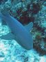 AmbergrisCaye05 - 016